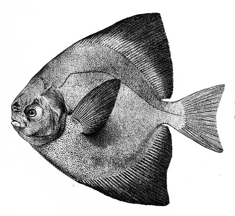rupchanda: a Chinese silver pomfret, Pampus chinensis