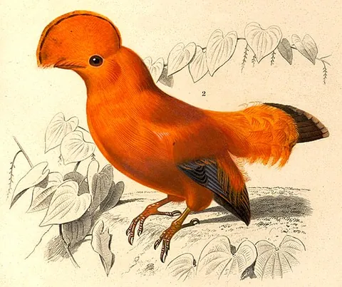 rupicola: any of several South American passerine birds, of the genus Rupicola, having bright plumage and a...