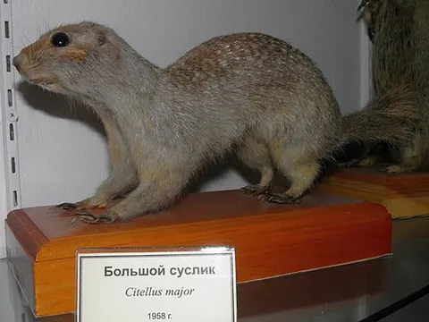 russet ground squirrel: a ground squirrel of species Spermophilus major, of west central Asia