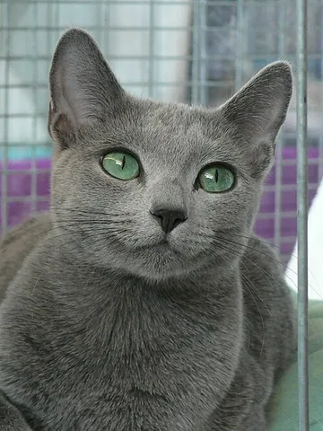 russian blue: a domestic cat of a breed with dense silver to grey fur