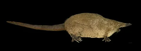 russian desman: a semiaquatic mammal, Desmana moschata, native to eastern Russia