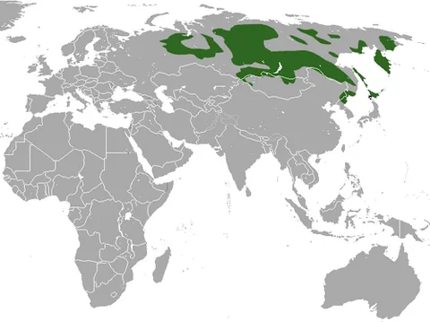 russian sable: a marten of the species Martes zibellina