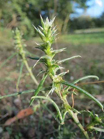 russian thistle: any of several species of genus Salsola and its close relatives, prickly shrublike annuals,...