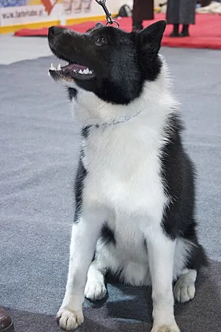 russo-european laika: a breed of hunting dog that originated in the forested region of Northern Europe and Russia