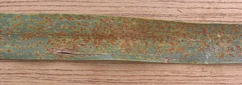 rust fungus: any of many fungi, of the order Pucciniales, that cause rust diseases in plants