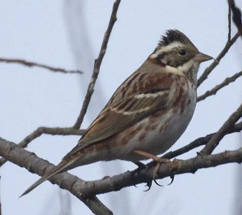rustic bunting: emberiza rustica, a passerine bird in the bunting family Emberizidae