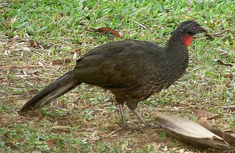 rusty-margined guan: a species of bird in the family Cracidae (Penelope superciliaris)