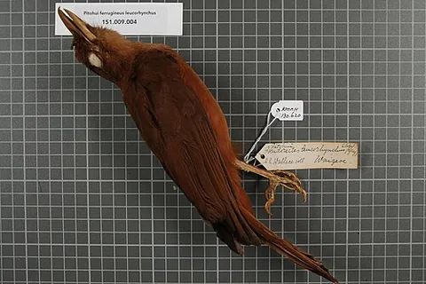 rusty pitohui: a passerine bird of the species Pseudorectes ferrugineus, from New Guinea