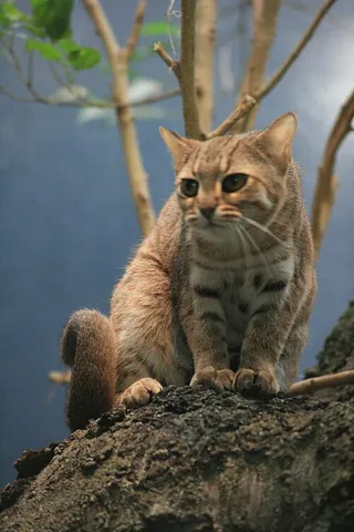 rusty-spotted cat: prionailurus rubiginosus, one of the smallest members of the cat family, native to India and Sri...