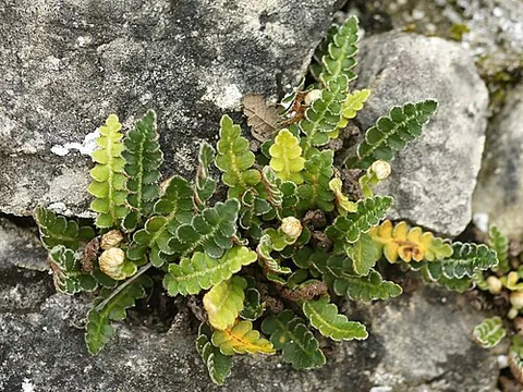 rustyback: asplenium ceterach (syn. Ceterach officinarum), a fern with orange-brown trichomes