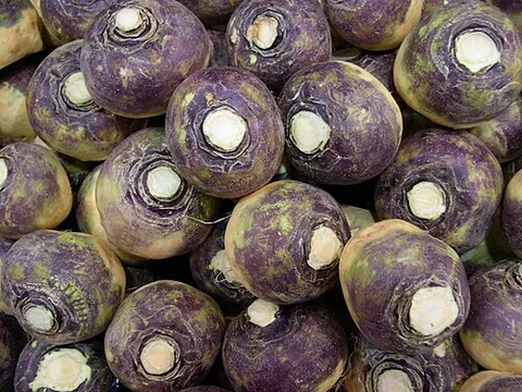 rutabaga: the swede, or Swedish turnip; the European plant Brassica napus var. napobrassica