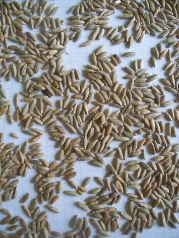 rye: a grain used extensively in Europe for making bread, beer, and (now generally) for animal fodder