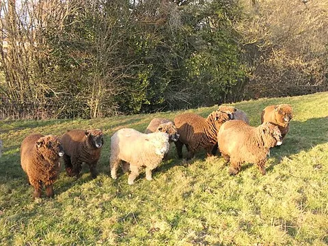 ryeland: a sheep breed originating in England