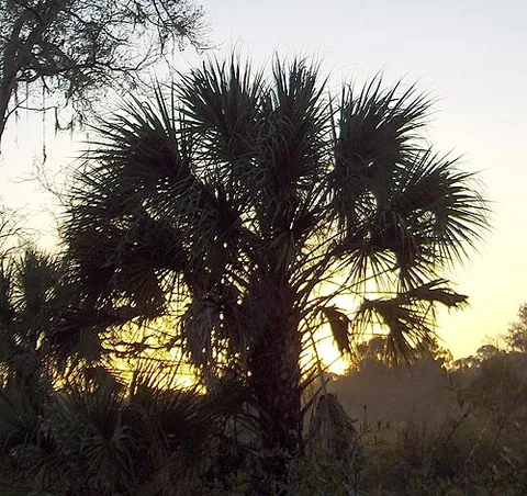 sabal: any palm of the genus Sabal of American dwarf fan palms; usually called palmetto