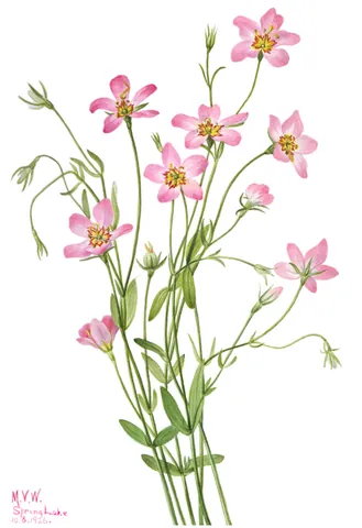 sabbatia: a plant of Sabatia, a genus of smooth slender North American herbs (family Gentianaceae) with...