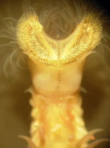 sabellarian: any of the worms of the genus Sabellaria