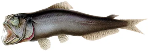 sabertooth fish: any deep sea-dwelling fish of the taxonomic family Evermannellidae, notable for their elongated...