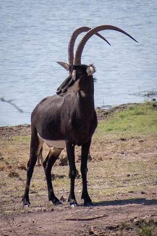 sable antelope: a large antelope, of species Hippotragus niger, of eastern and southern Africa