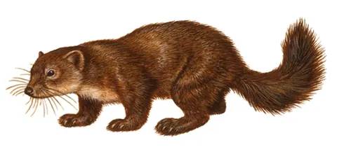 sable: a small carnivorous mammal of the Old World that resembles a weasel, Martes zibellina, from cold...