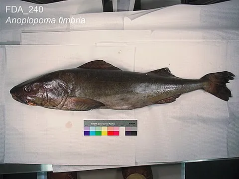 sablefish: a dark-coloured marine fish of species Anoplopoma fimbria, of North American Pacific waters