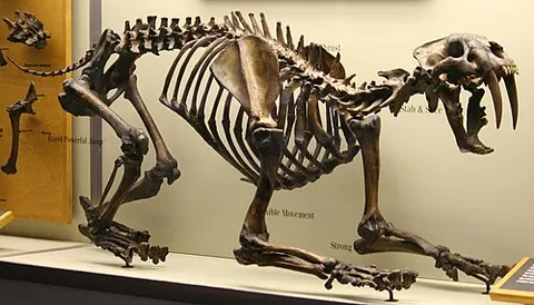 sabre-toothed tiger: any of numerous species of extinct cat-like mammals, of the †Machairodontinae subfamily of the...