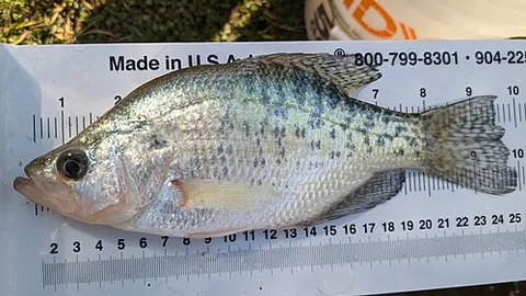 sac-a-lait: a white crappie (Pomoxis annularis)