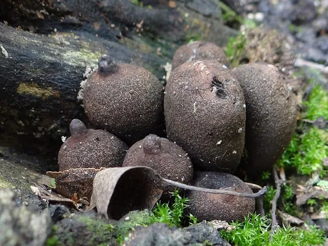 sac fungus: synonym of ascomycete
