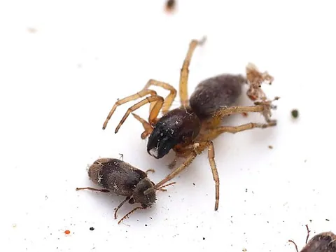sac spider: any dionychan spider of the family Clubionidae
