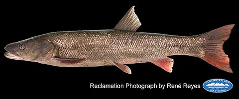 sacramento pikeminnow: the freshwater fish Ptychocheilus grandis, a ray-finned, predatory fish endemic to California in...