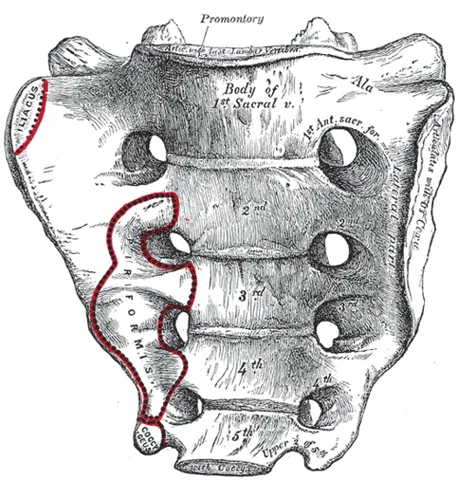 sacrum: a large triangular bone at the base of the spine, located between the two ilia (wings of the...