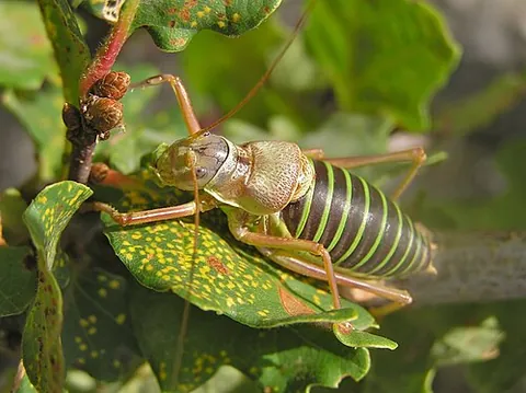 saddle-backed bush cricket: ephippiger ephippiger, a primarily insectivorous bushcricket common to southwestern Europe