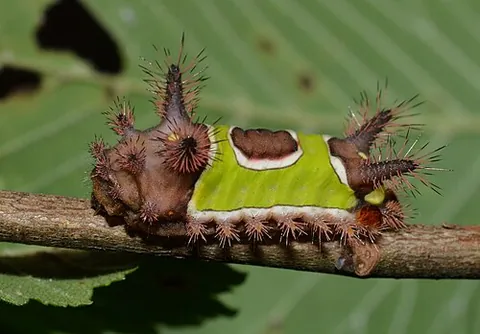 saddleback caterpillar: a caterpillar - the larva of a moth native to the eastern U.S., Sibine stimulea - which usually has...