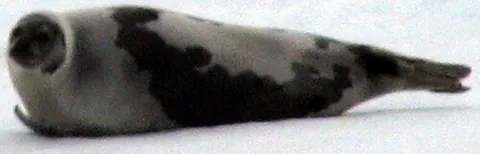 saddleback seal: synonym of harp seal (“Pagophilus groenlandicus, a marine mammal”)