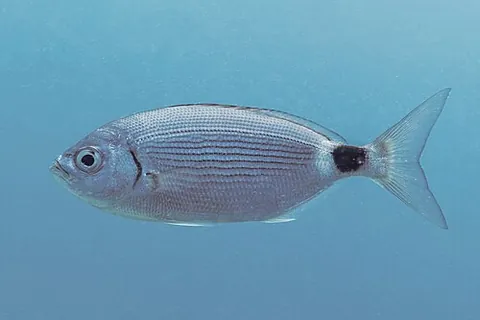 saddled seabream: a common sparid fish, of species Oblada melanura, of the eastern Atlantic