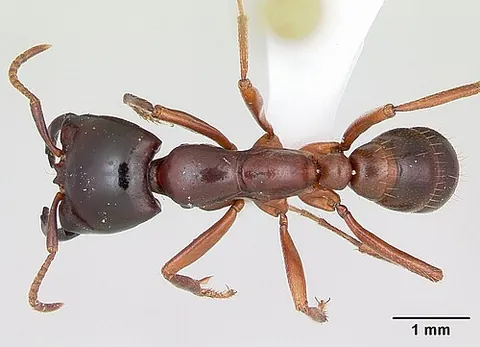 safari ant: an army ant of the genus Dorylus, native to central and east Africa