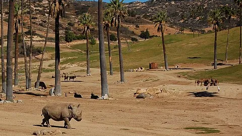 safari park: a commercial tourist attraction, similar to a zoo, in which visitors drive through animal enclosures