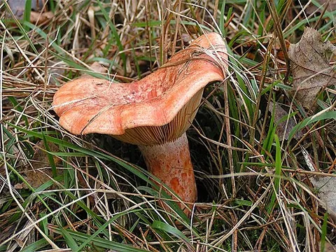 saffron milk cap: lactarius deliciosus, an edible mushroom native to Europe