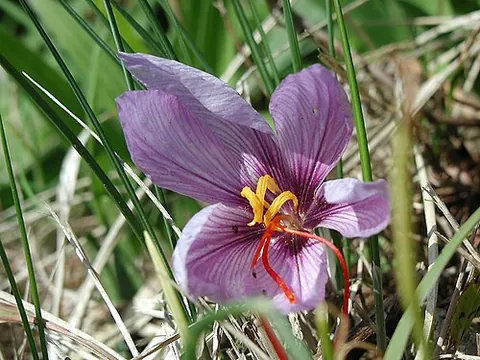 saffron: a plant of species Crocus sativus, a crocus