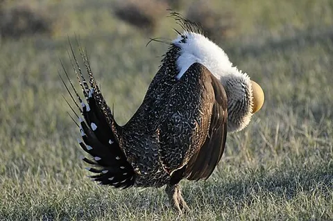 sage grouse: a large grouse of western North America having mottled gray, black and buff plumage (Centrocercus...
