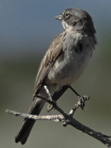 sagebrush sparrow: any of species Artemisiospiza nevadensis, of New World sparrows, native to the arid region from...
