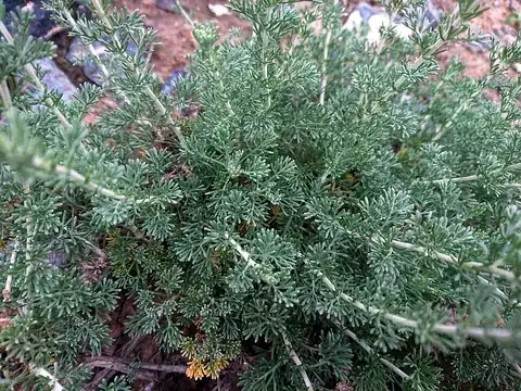 sagebrush: any of several North American aromatic shrubs of the genus Artemisia, having silvery-grey, green...