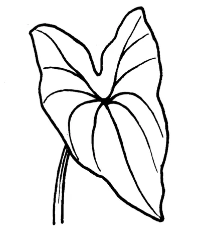 sagittate: shaped like an arrowhead, with one point at one end, and two points at the other