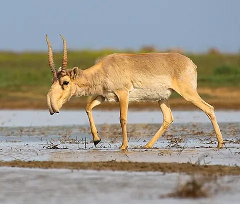 saiga antelope: any member of the species Saiga tatarica of antelopes found in the steppes of Central Asia