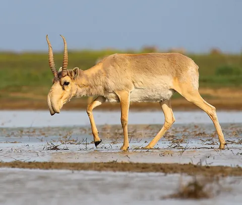 saiga: saiga tatarica, an antelope which inhabits a vast area between Kalmykia, Kazakhstan, southern...