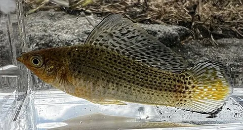 sailfin molly: a livebearer fish (Poecilia latipinna), typically found in both freshwater and brackish waterways