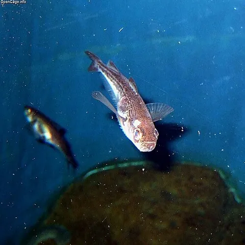 sailfin sandfish: a fish, Arctoscopus japonicus