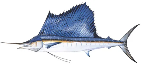 sailfish: a fish of the genus Istiophorus, having a characteristic sail-like fin on its back
