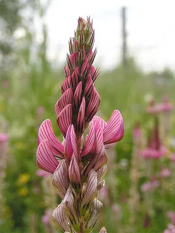 sainfoin: a perennial herb of the genus Onobrychis with pale pink flowers, especially Onobrychis viciifolia...