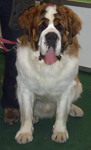 saint bernard: one of a breed of large dog, famous for rescuing people on mountains