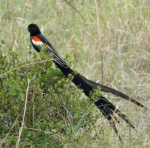 sakabula: long-tailed widowbird (Euplectes progne), a bird native to southern Africa